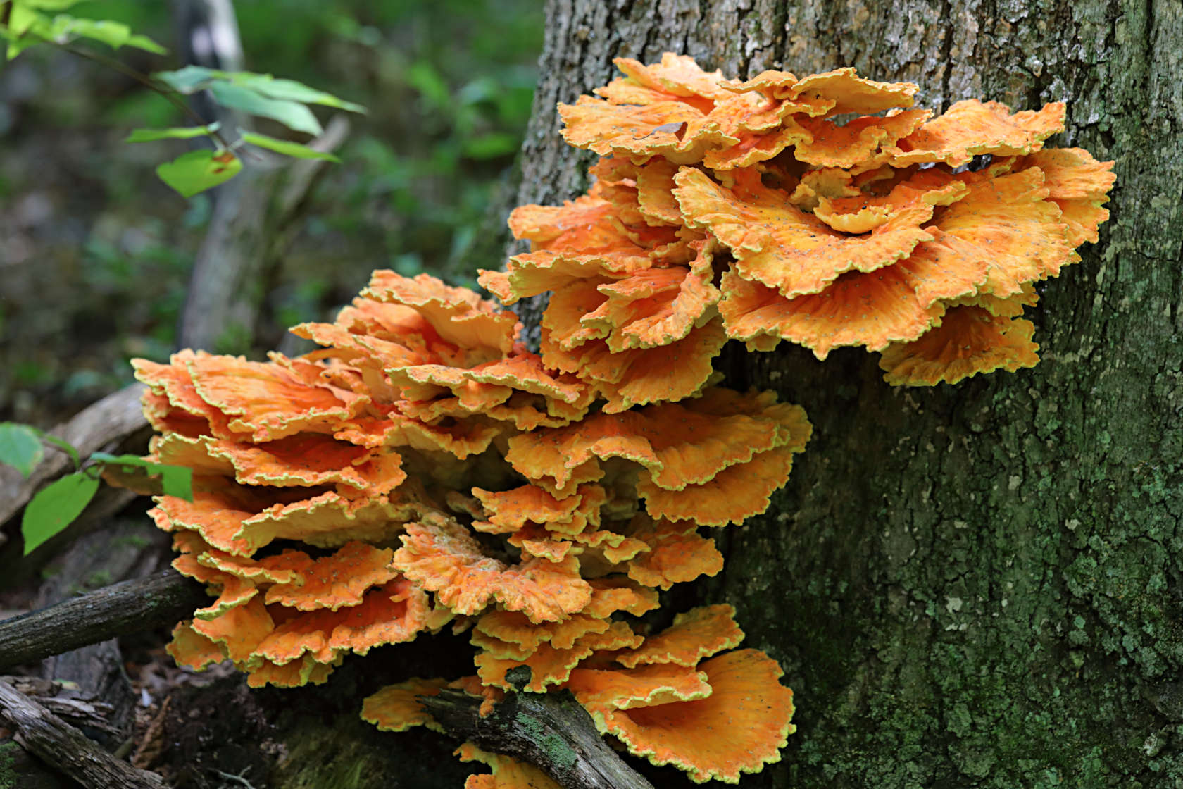 Chicken of the Woods