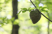 Hornet Nest