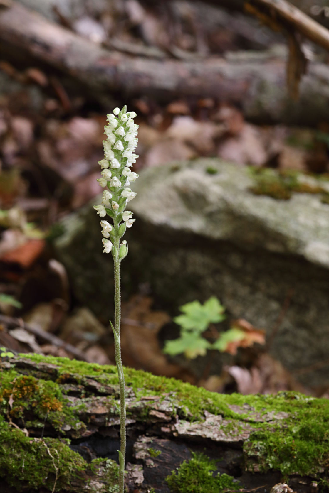 Downy Rattlesnake Plantain