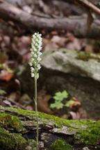 Downy Rattlesnake Plantain