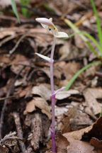 Albino Three Birds Orchid