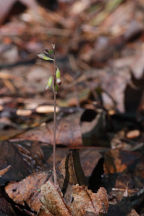 Corallorhiza odontorhiza var. odontorhiza