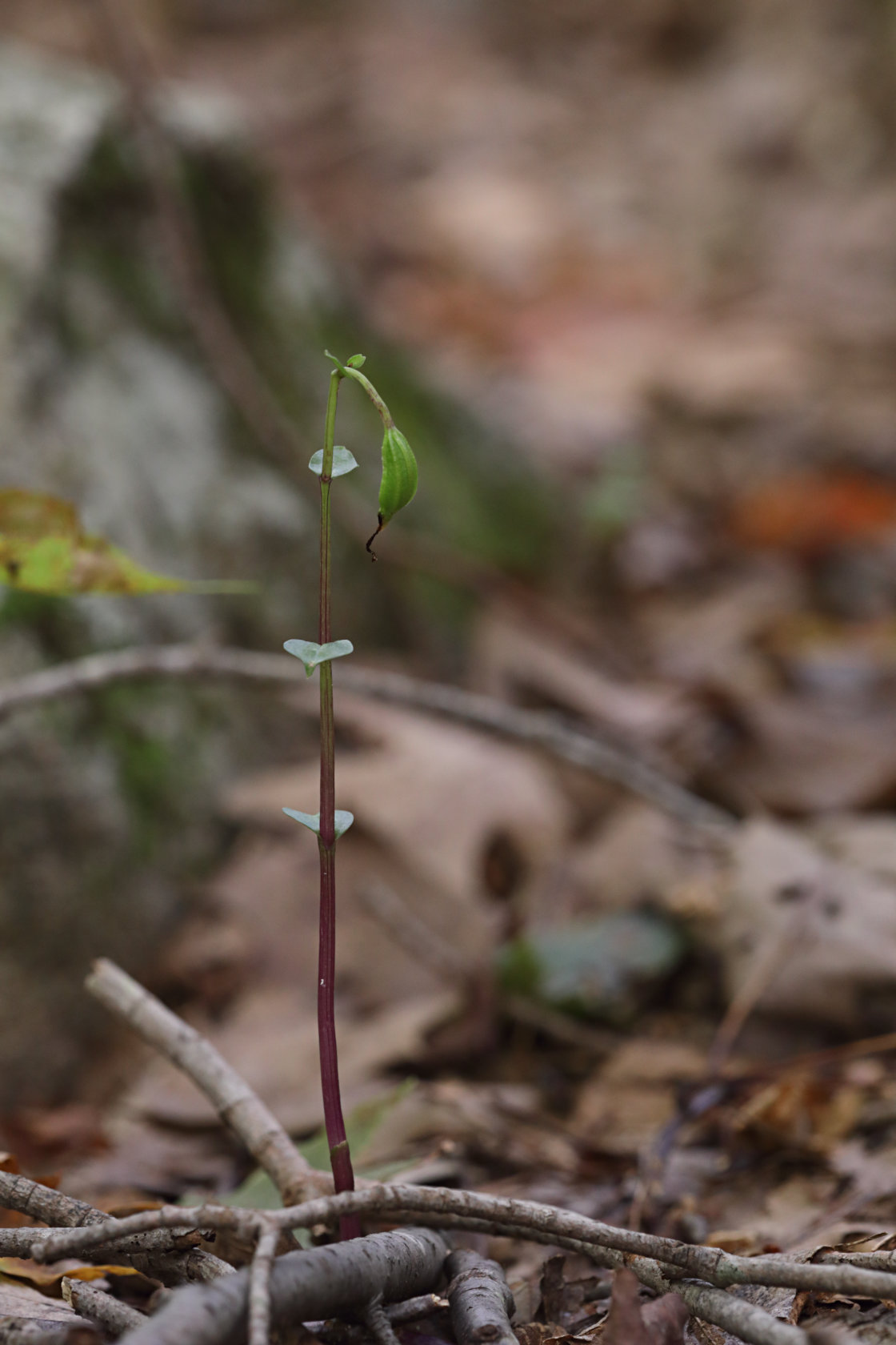 Three Birds Orchid