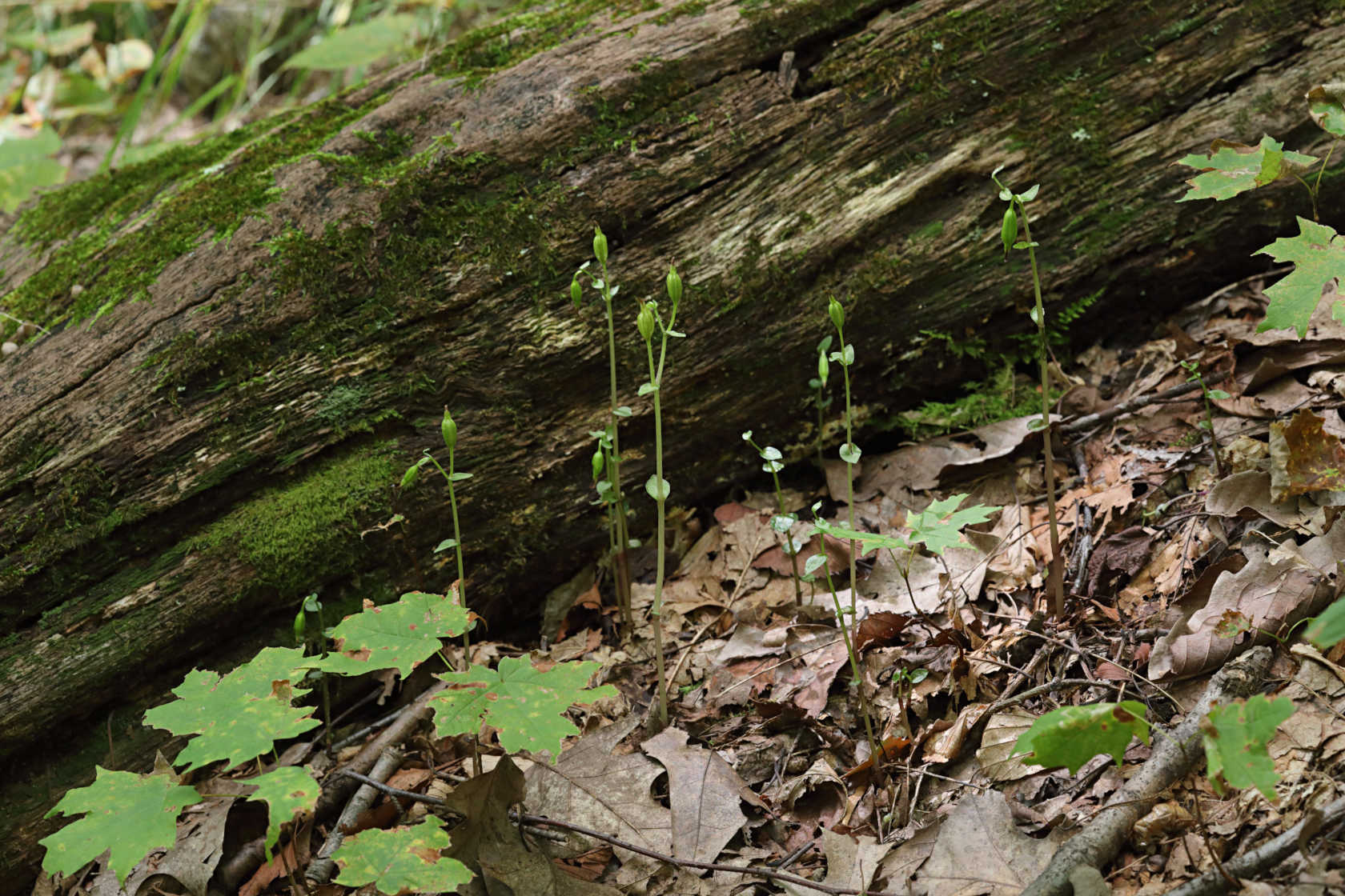 Three Birds Orchid