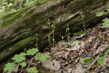 Triphora trianthophora