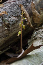 Corallorhiza odontorhiza var. pringlei