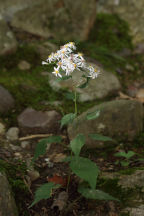 Eurybia divaricata
