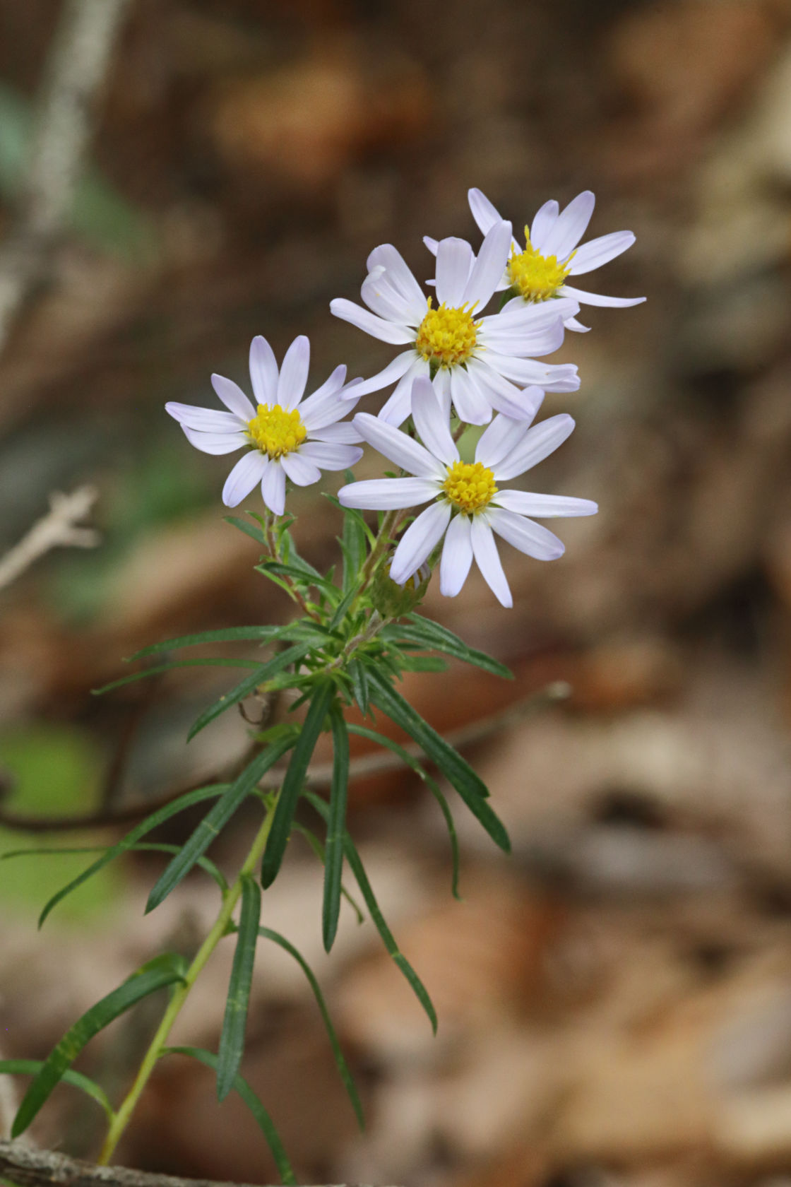Stiff Aster