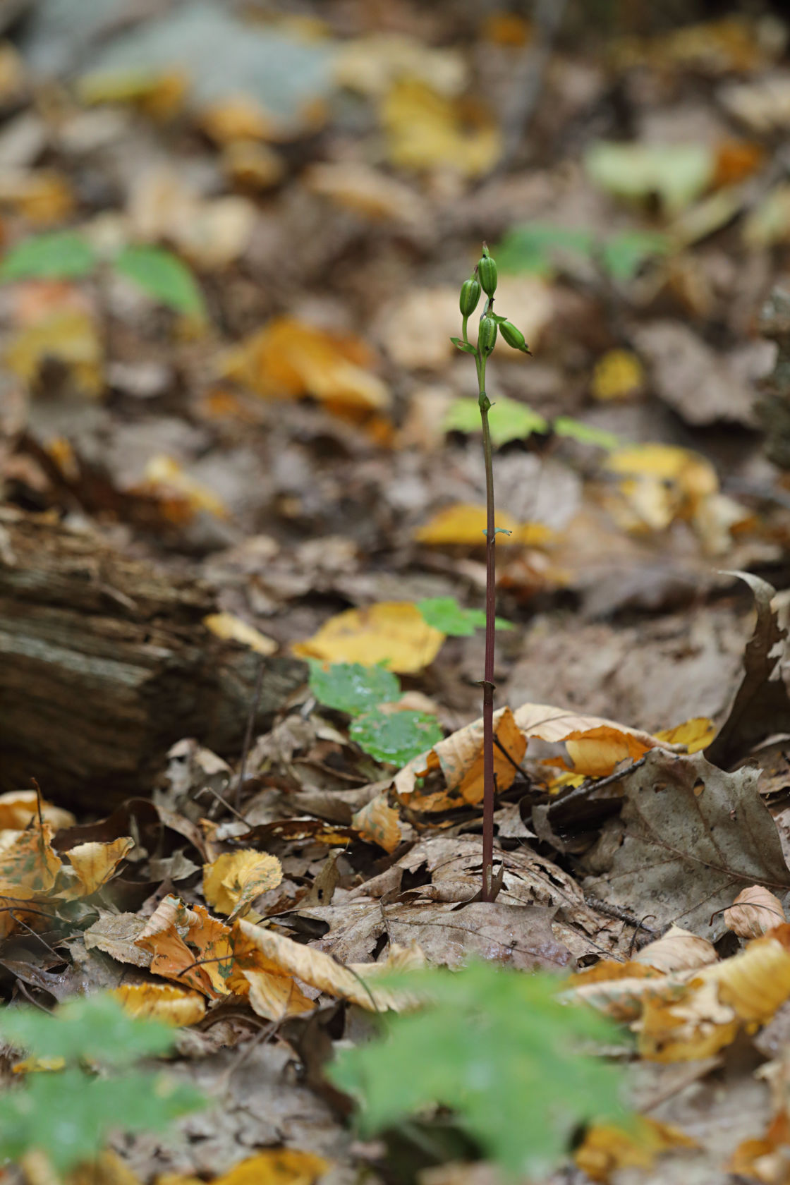 Three Birds Orchid