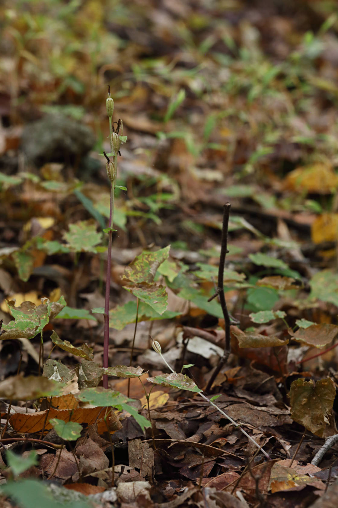 Three Birds Orchid