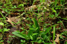 Liparis liliifolia