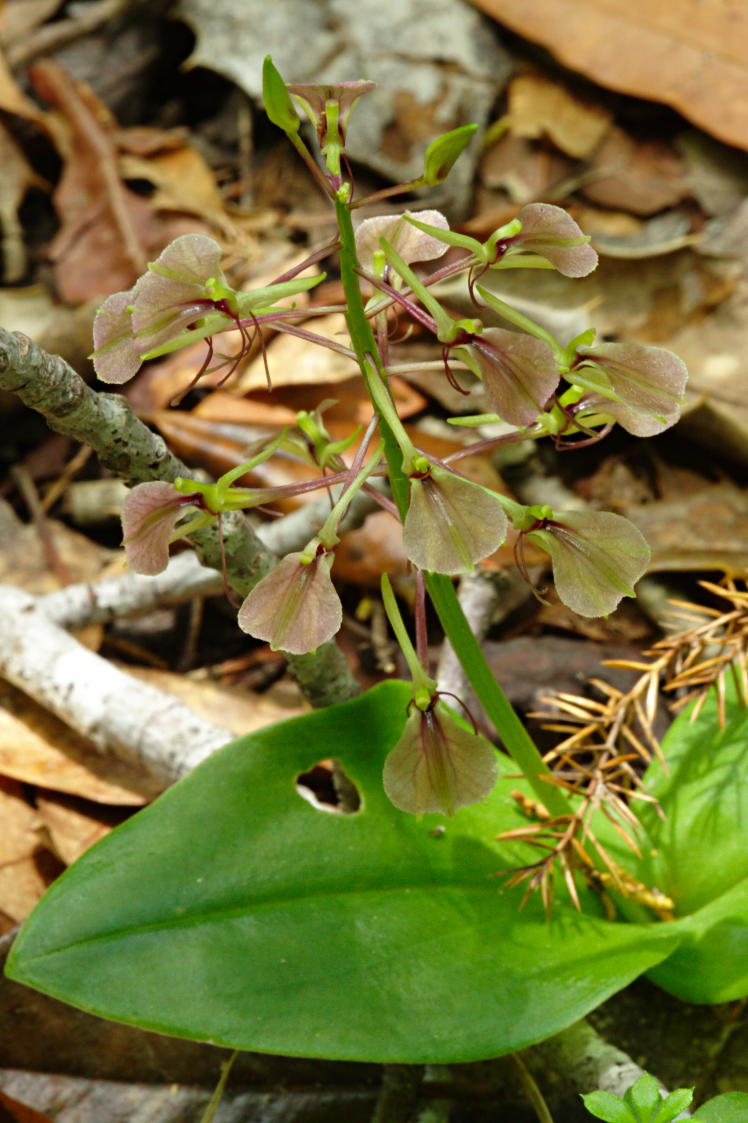 Lily Leaved Twayblade