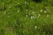 Northern White Fringed Orchis