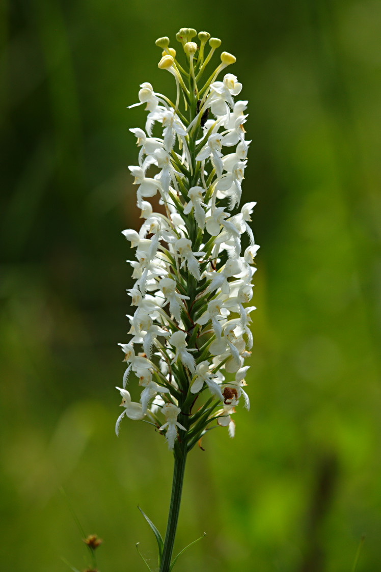 Northern White Fringed Orchis