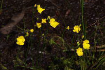 Utricularia gibba