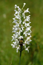 Northern White Fringed Orchis