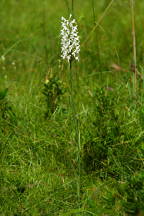 Northern White Fringed Orchis