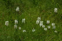 Platanthera blephariglottis