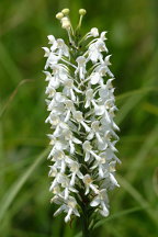 Northern White Fringed Orchis