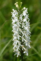 Platanthera blephariglottis