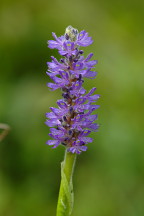 Pontederia cordata