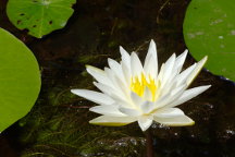 Nymphaea odorata