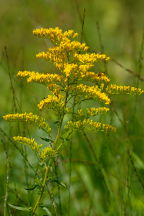 Solidago juncea