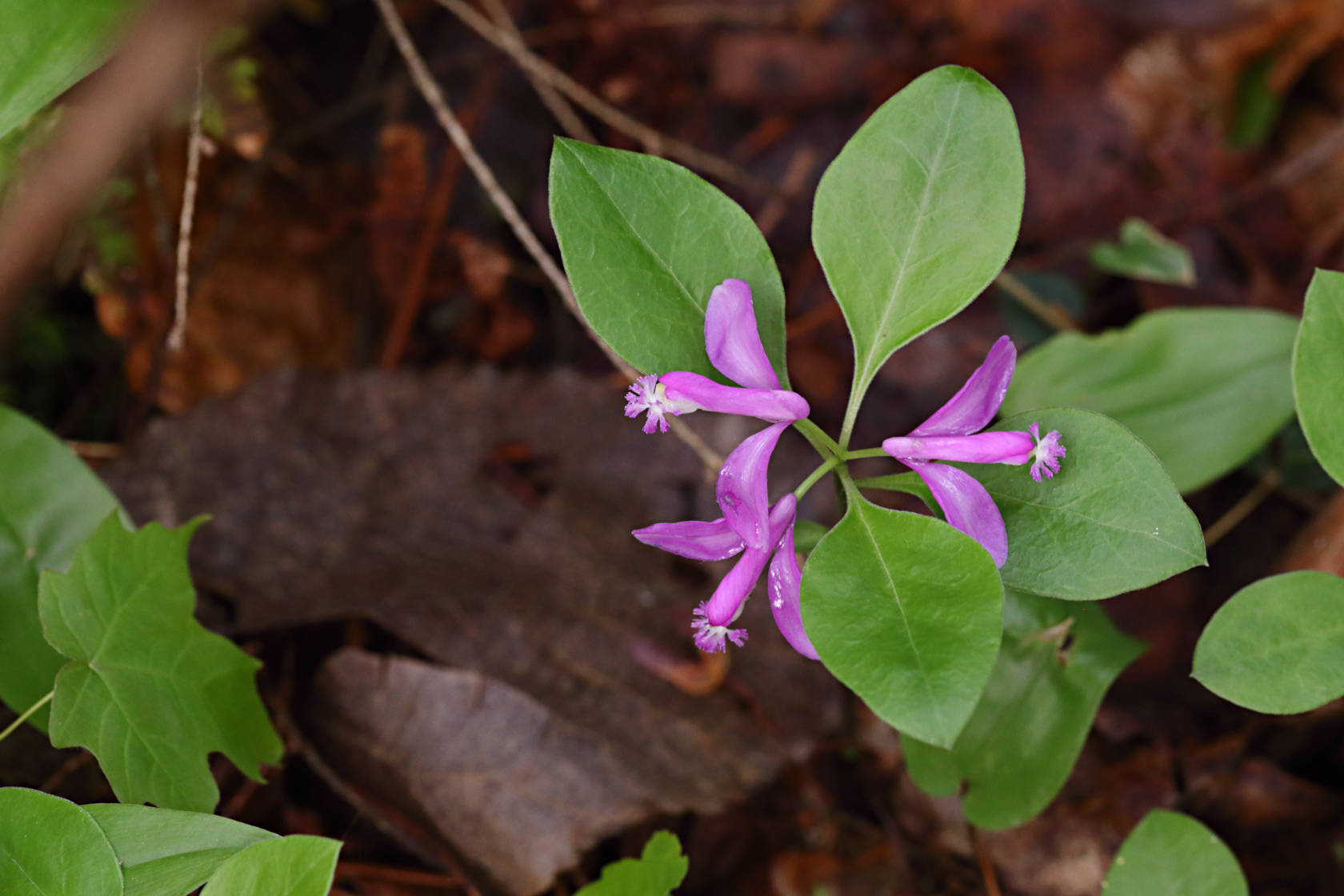 Fringed Polygala