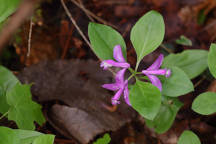 Polygala paucifolia