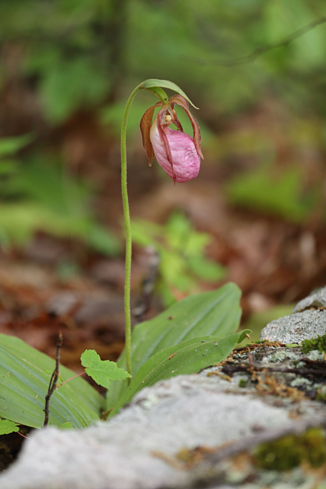 Pink Lady's Slipper