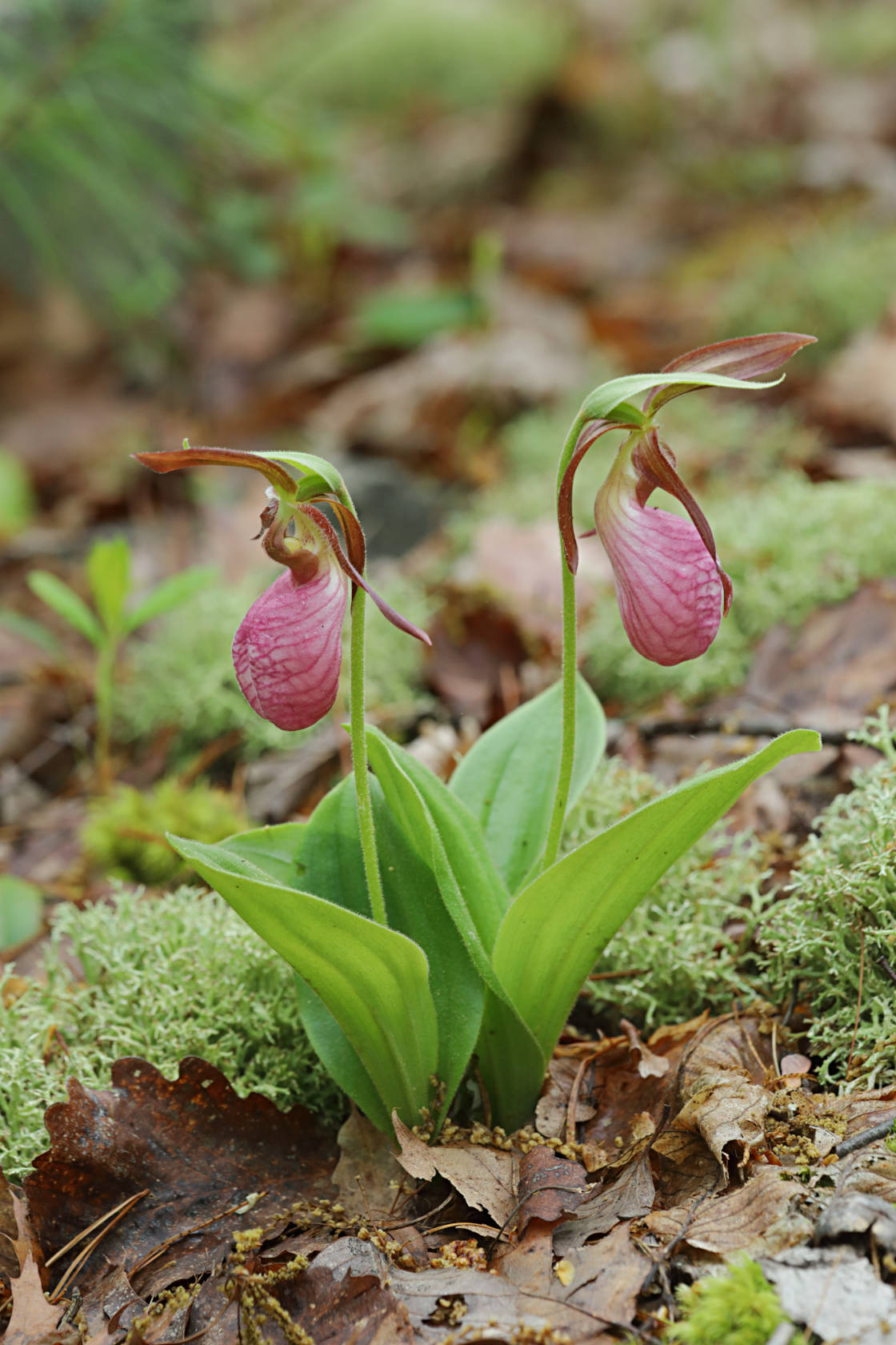 Pink Lady's Slipper