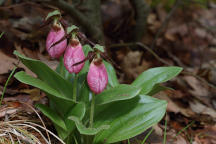 Cypripedium acaule