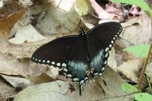 Spicebush Swallowtail