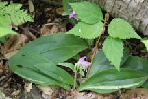 Galearis spectabilis forma variegata