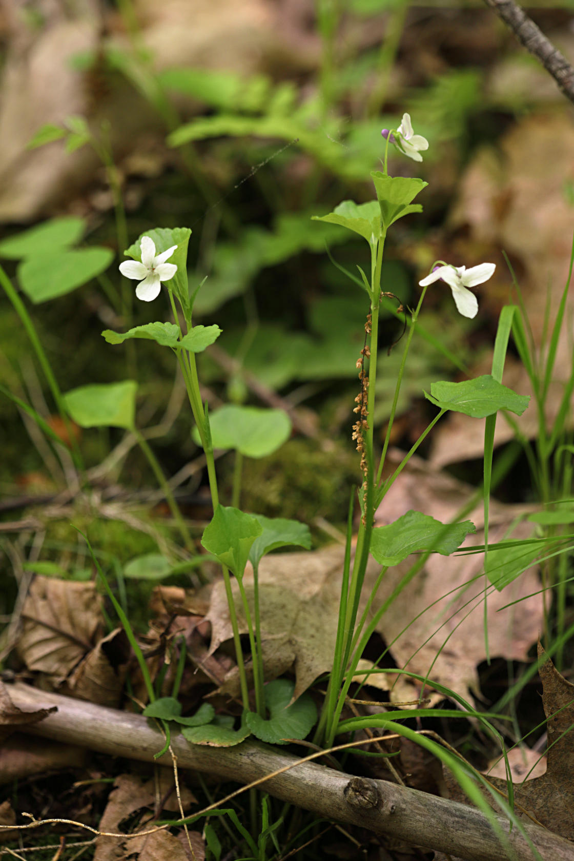 Striped White Violet