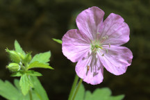 Geranium maculatum