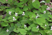 Sweet White Violet