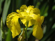 Iris pseudacorus