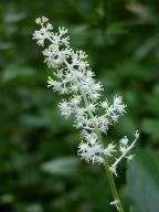 Maianthemum racemosum