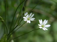 Stellaria longifolia