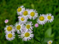 Erigeron philadelphicus