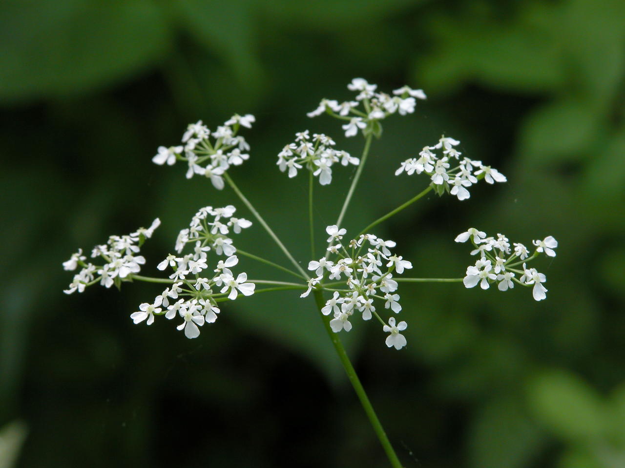 Wild Chervil