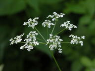 Anthriscus sylvestris