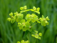 Euphorbia esula