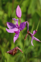 Calopogon tuberosus