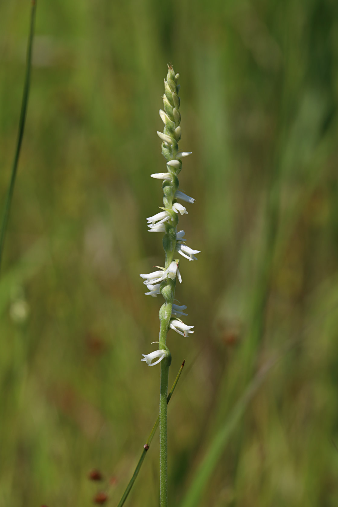 Grass-Leaved Ladies' Tresses