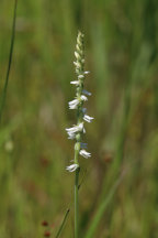 Spiranthes vernalis