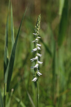 Spiranthes vernalis