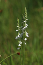 Spiranthes vernalis