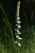 Spiranthes vernalis